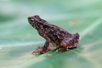 Струнка жаба на листі — стокове фото