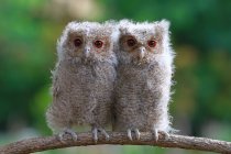 Two baby owls on branch — Stock Photo
