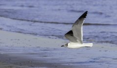 Чайка летит низко над пляжем — стоковое фото
