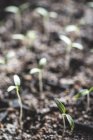 Germinating seedlings in soil — Stock Photo