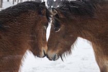 Dois cavalos cara a cara — Fotografia de Stock