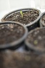 Seedling sprouting in pot — Stock Photo