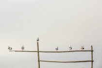 Seagulls perching on bamboo structure — Stock Photo