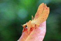 Phyllium insect on leaf — Stock Photo