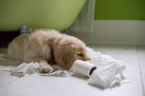 Golden retriever playing with toilet roll — Stock Photo
