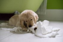 Golden retriever brincando com papel higiênico — Fotografia de Stock