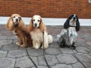 Кокер спанієльські собаки сидять на вулиці — стокове фото