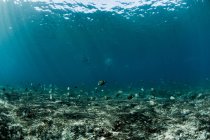 Підводний вигляд риб і серферів — стокове фото