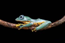 Яванський ковзання деревна жаба на гілці — стокове фото