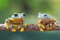 Two tree frogs on branch — Stock Photo