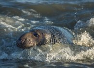 Серый тюлень в воде — стоковое фото