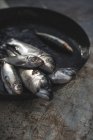Peixe cru em prato — Fotografia de Stock