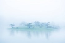 Trees in fog on island — Stock Photo