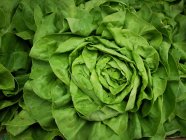 Green lettuce leaves — Stock Photo