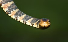 Serpiente de agua con bandas de Florida - foto de stock