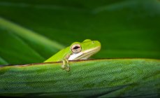 Американская зелёная лягушка на листе — стоковое фото