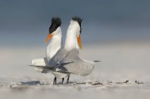 Cortejando pájaros del Royal Tern - foto de stock