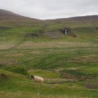 Pecore in piedi nel campo — Foto stock