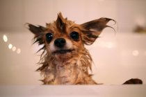 Cane chihuahua bagnato nella vasca da bagno — Foto stock