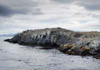 Colonia de lobos marinos sobre rocas - foto de stock