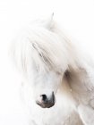 Portrait of white horse — Stock Photo