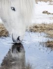 Água potável para cavalos — Fotografia de Stock