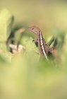 Portrait of Brown Anole — Stock Photo