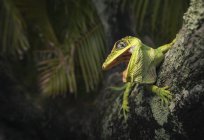 Caballero lagarto Anole en árbol - foto de stock