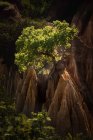 Árvore crescendo na montanha — Fotografia de Stock