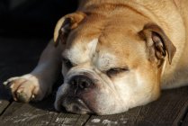 Close-up of a bulldog resting — Stock Photo