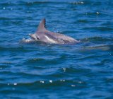 Zwei Delfine schwimmen im Ozean — Stockfoto