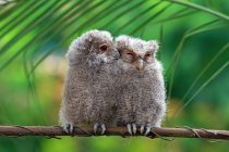 Baby Owls on wooden branch — Stock Photo