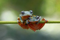 Дві деревні жаби на гілці — стокове фото