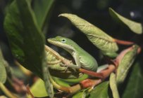 Зеленая анольная ящерица на растении — стоковое фото
