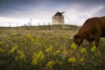 Корова випасує в полі — стокове фото