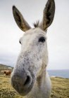 Portrait of donkey in field — Stock Photo