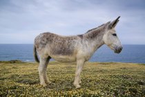 Portrait of donkey standing in field — Stock Photo