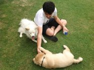 Uomo che gioca con i cani — Foto stock