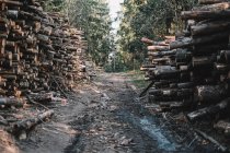 Road through forest lined with timber — Stock Photo