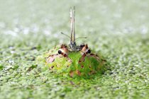 Бабочка сидит на лягушке Пакмана — стоковое фото
