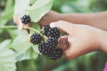 Hands picking blackberry fruit — Stock Photo