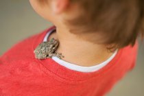Toad sitting on boy shoulder — Stock Photo