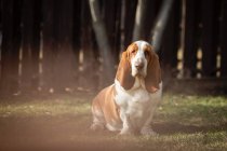 Портрет собаки-бассета в саду — стоковое фото