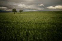 Árboles en un prado con cielo dramático - foto de stock