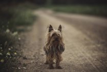 Yorkshire Terrier perro - foto de stock