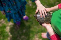 Мальчик и девочка держат черепаху — стоковое фото