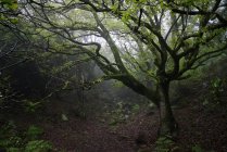 Alberi ricoperti di muschio nella foresta nebbiosa — Foto stock
