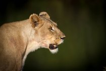 Seitenansicht Porträt der Löwin — Stockfoto