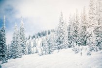 Nieve cubierto de paisaje y siempreverdes - foto de stock
