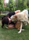 Donna che gioca con i cani — Foto stock